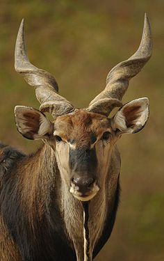 an antelope with very large horns standing in the grass