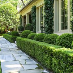 a long row of trimmed bushes in front of a house