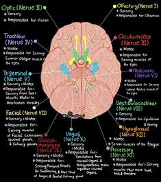 the structure of the human brain labeled in different colors and names on a black background