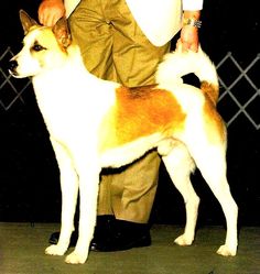 a man standing next to a brown and white dog