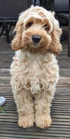 a brown dog sitting on top of a wooden floor