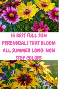 flowers with the words 15 best full sun perennials that bloom all summer long - non stop colors