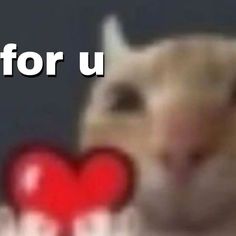 a hamster holding a heart shaped object with the words i love you for u