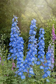 blue flowers in the middle of a garden