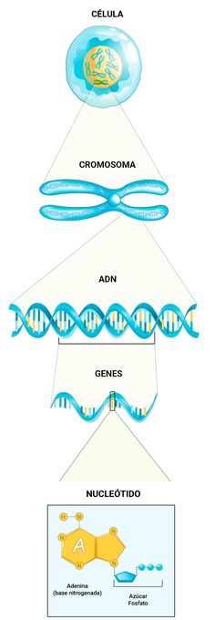 the structure of an animal's body and how it functions in its life cycle