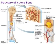 the structure of a long bone and its major structures are shown in this diagram below