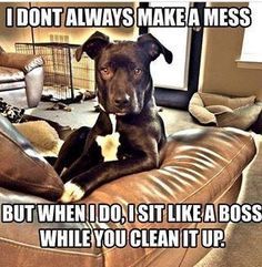 a dog sitting on top of a couch with the caption, i don't always make a mess but when i do, sit like a boss while you clean it up