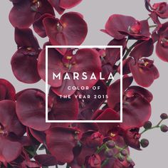 red orchids with the words marsala color of the year 2016 on it in a square frame