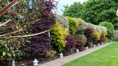 a row of trees and bushes next to a sidewalk in front of a fenced yard