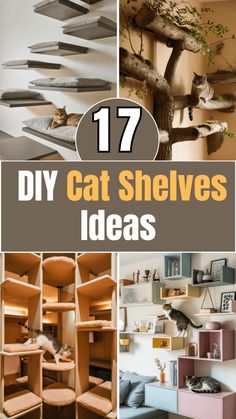 the top ten diy cat shelvings ideas for your kitty's house