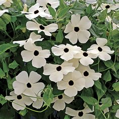 some white flowers are growing in a pot