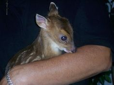 a small animal is being held by someone's arm and wearing a chain bracelet