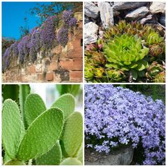 four different types of plants and flowers in the same photo, including succulents