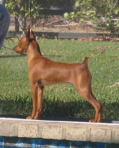 a brown dog standing on top of a lush green field next to a swimming pool