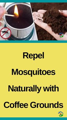 repel mosquitoes naturally with coffee grounds in the palm of someone's hand