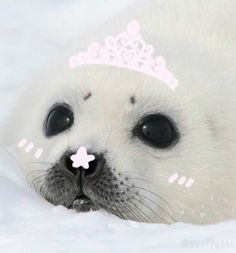 a baby seal with a tiara on it's head laying in the snow