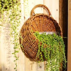 a wicker basket hanging from a wooden wall with green plants growing in it,