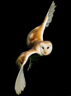 an owl flying through the air with its wings spread