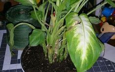 a potted plant sitting on top of a table