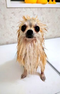 Pomeranian Beauty Unveiled: Grooming Tips and Tricks Wet Pomeranian, Movie Critique, Wet Animals, Pomeranian Funny, Angry Pomeranian, Rat Dog, Eddie Brock, Hairless Dog, The Last Dance