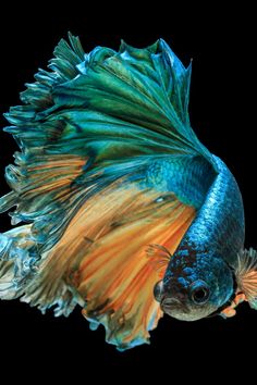 a blue and orange fish with long tail on it's back side, swimming in the water