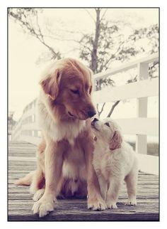 two brown and white dogs sitting on top of a wooden deck next to each other