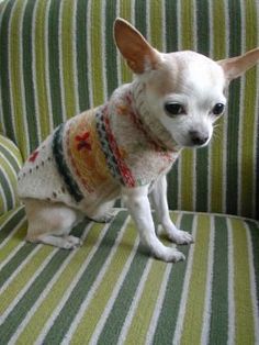 a small white dog sitting on top of a green and white striped couch next to a pillow