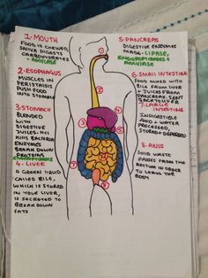 a diagram of the human body with labels on it and instructions for each organ section