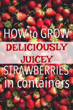 strawberries with the words how to grow deliciously juicy strawberrys in containers