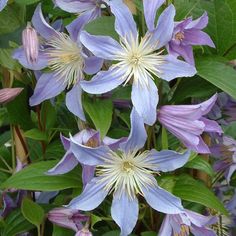 purple flowers with green leaves in the background