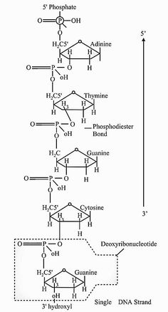 the diagram shows three different types of hydroic and phosphertic acids