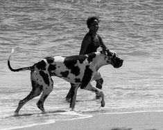 a boy and his dog are playing in the water at the beach while onlookers watch