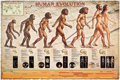 the evolution of humans is shown in an old style poster, with information about each individual's body