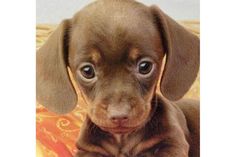 a small brown dog laying on top of a bed