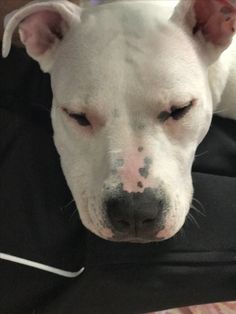 a white dog laying down on top of a black chair with its eyes closed and it's head resting on the seat cushion