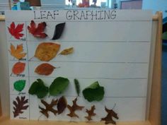 an autumn leaf graph is displayed in front of a classroom desk with leaves on it