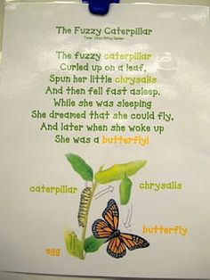 the butterfly caterpillar poem is on display