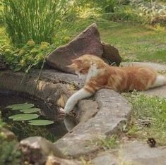 Silly Cats Pictures, Warrior Cats, Nature Aesthetic, Green Aesthetic