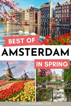 the best things to see in amsterdam, including windmills and flowers with text overlay that says best of amsterdam in spring