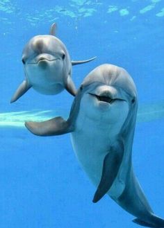 two dolphins are swimming in the water