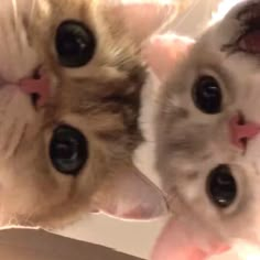 two kittens are looking up at the camera