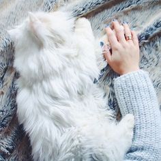 a woman is petting a white cat on the floor with her hands and fingers