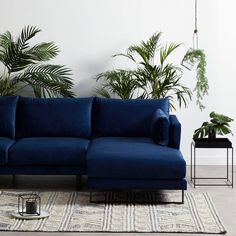 a blue couch sitting on top of a rug in front of a wall with potted plants