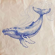 a drawing of a humpback whale on parchment paper