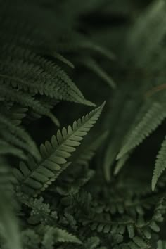 close up view of green leaves in the dark