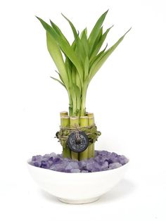 a white bowl filled with lots of purple rocks next to a tall bamboo plant in it