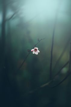 a small white flower sitting on top of a tree branch in the middle of a forest