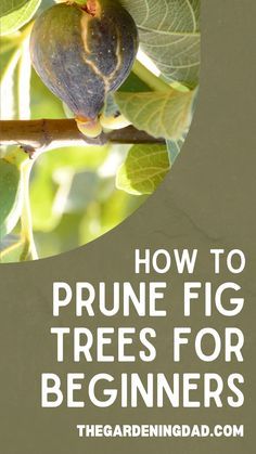 a tree branch with leaves and the words how to prune fig trees for beginners