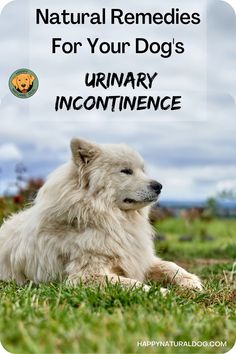 Is your dog struggling with urinary incontinence? Natural remedies for dog urinary incontenence can make a huge difference - read about each method and how it could help your dog! Dog Ages, Dog Nutrition