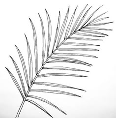 a black and white photo of a palm leaf